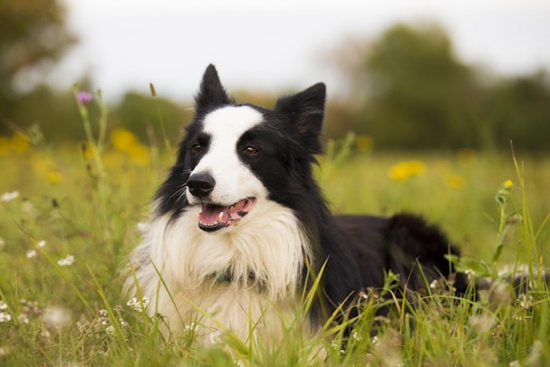 【犬図鑑】ボーダー・コリーの飼い方のポイント！歴史や犬種の特徴ものアイキャッチ画像