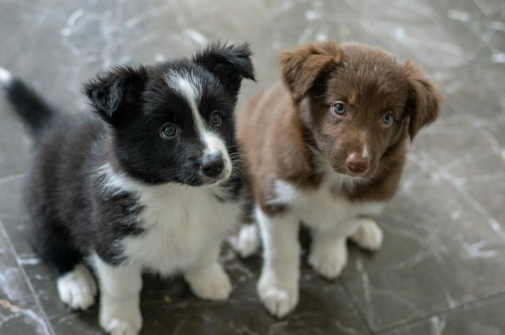 ボーダー・コリー,商品紹介,好発疾患,歴史,犬,犬種