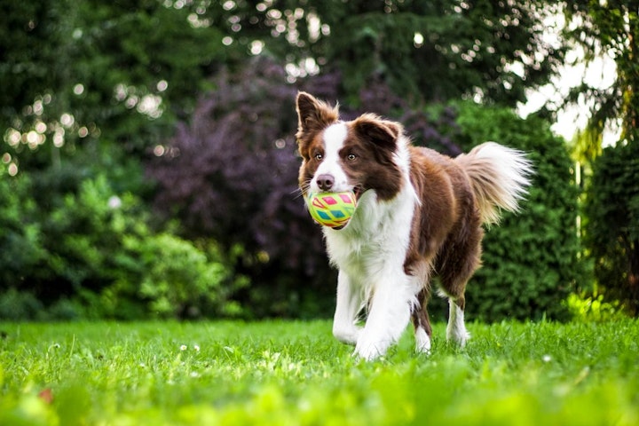 ボーダー・コリー,商品紹介,好発疾患,歴史,犬,犬種