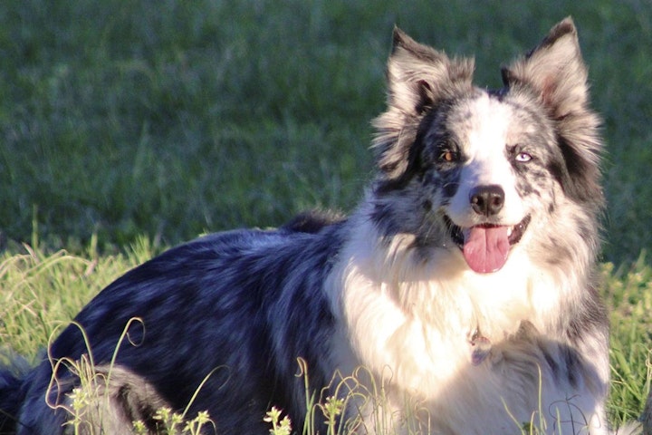 ボーダー・コリー,商品紹介,好発疾患,歴史,犬,犬種