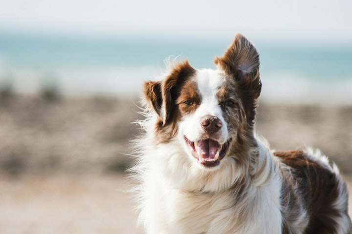 ボーダー・コリー,商品紹介,好発疾患,歴史,犬,犬種