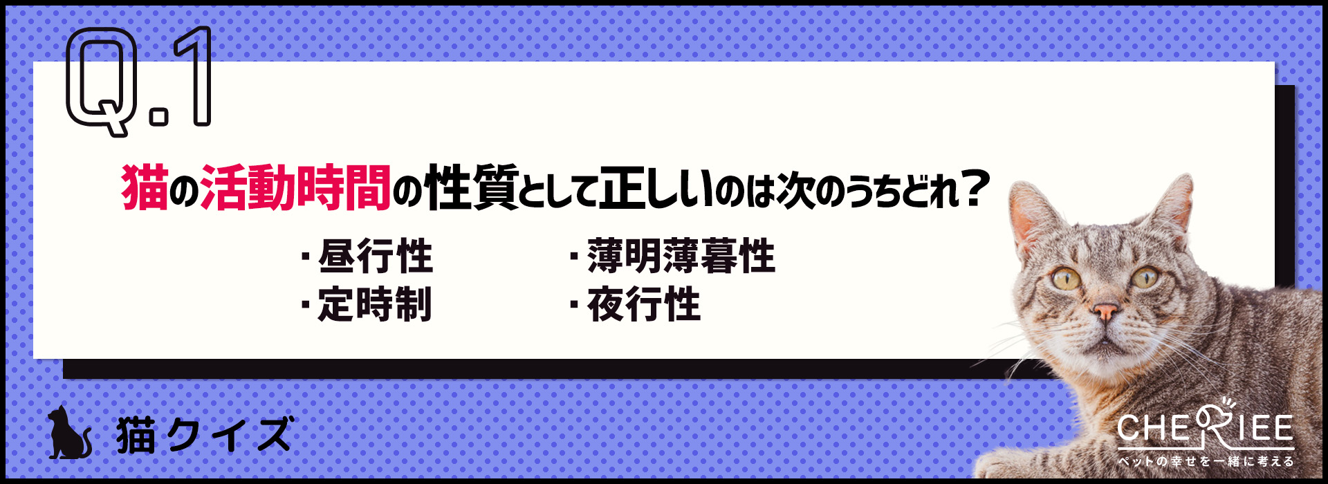 【クイズ】猫が夜中に騒ぐのはなぜ？原因と対策を学ぼう