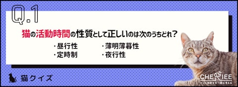 【クイズ】猫が夜中に騒ぐのはなぜ？原因と対策を学ぼうのアイキャッチ画像