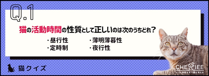 【クイズ】猫が夜中に騒ぐのはなぜ？原因と対策を学ぼうのアイキャッチ画像