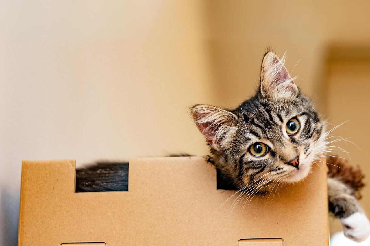 今すぐできる！保護犬・保護猫の支援活動やボランティア5選