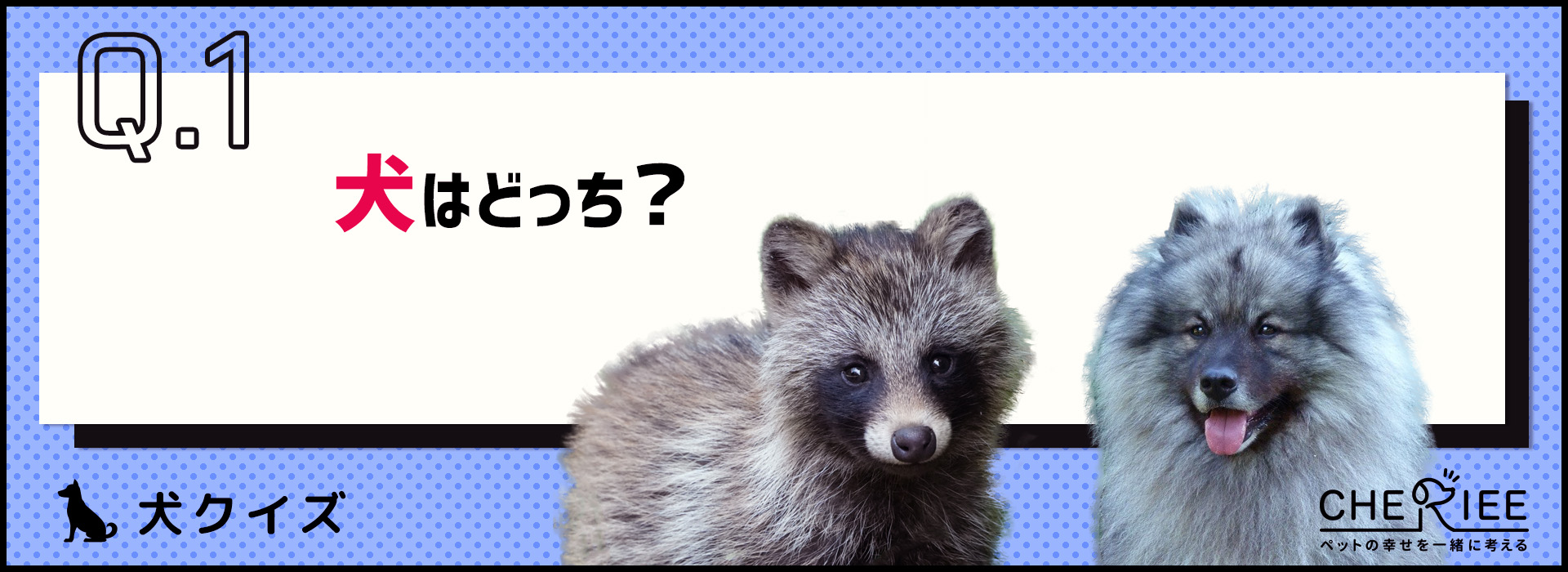 【画像クイズ】犬とよく似たイヌ科の動物を見分けよう！