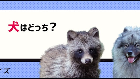 【画像クイズ】犬とよく似たイヌ科の動物を見分けよう!のアイキャッチ画像