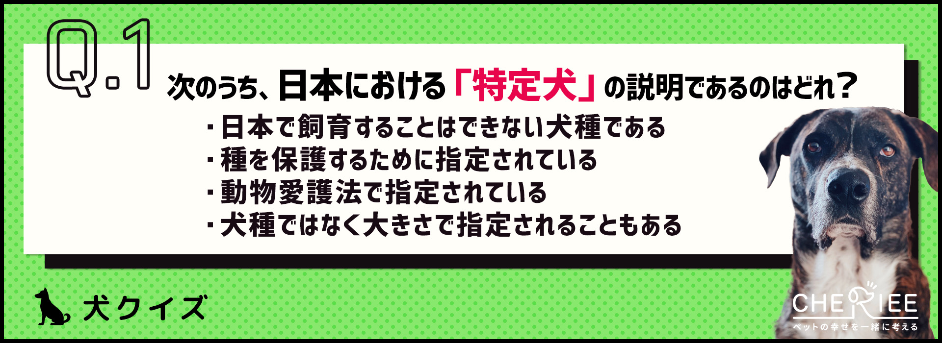 【クイズ】特定犬ってどんな犬のことか知ってる？