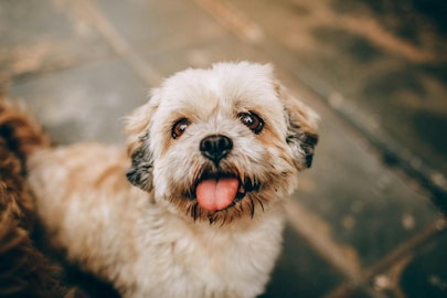 小型犬はしつけがしにくい？！その原因は〇〇にあったのアイキャッチ画像