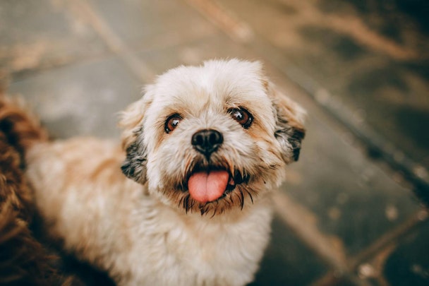 小型犬はしつけがしにくい？！その原因は〇〇にあったのアイキャッチ画像