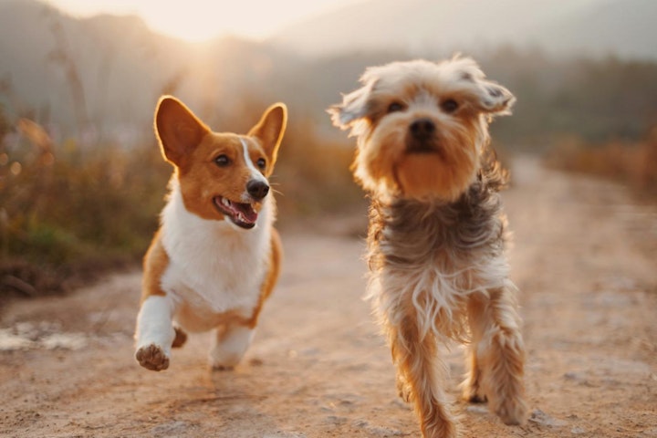 しつけ,トレーニング,不安感,小型犬,攻撃性,飼い主