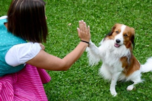 ペット,世話,時間,比較,犬,猫,留守番,費用,飼いやすい