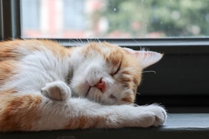 ペット,世話,時間,比較,犬,猫,留守番,費用,飼いやすい