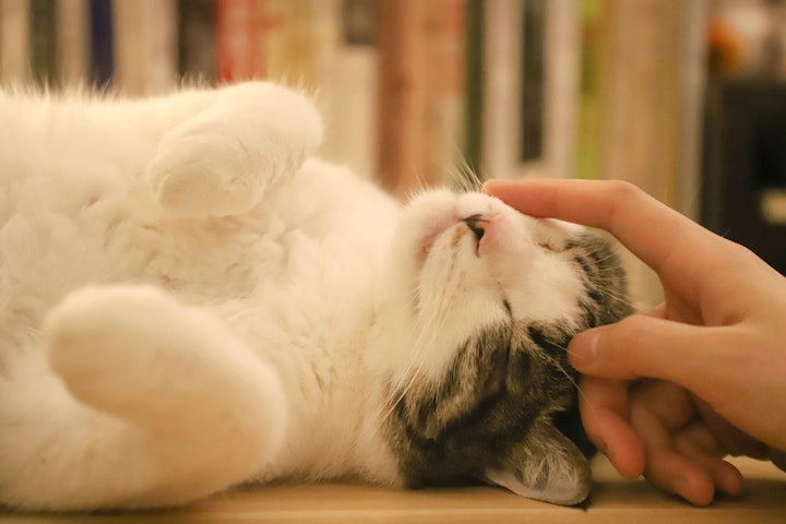 ペット,世話,時間,比較,犬,猫,留守番,費用,飼いやすい
