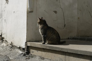 ペット,世話,時間,比較,犬,猫,留守番,費用,飼いやすい