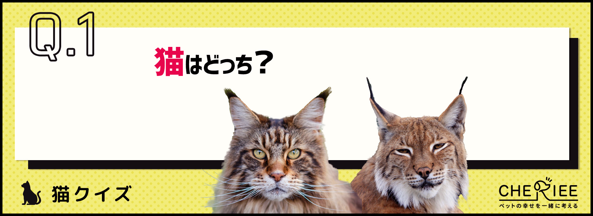 【画像クイズ】猫とよく似たネコ科の動物を見分けよう！