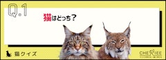 記事カテゴリ第5位