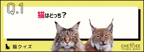 【画像クイズ】猫とよく似たネコ科の動物を見分けよう！のアイキャッチ画像