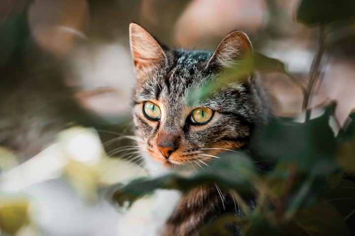 獣医師監修,猫,発作,痙攣,てんかん,腫瘍,ウイルス