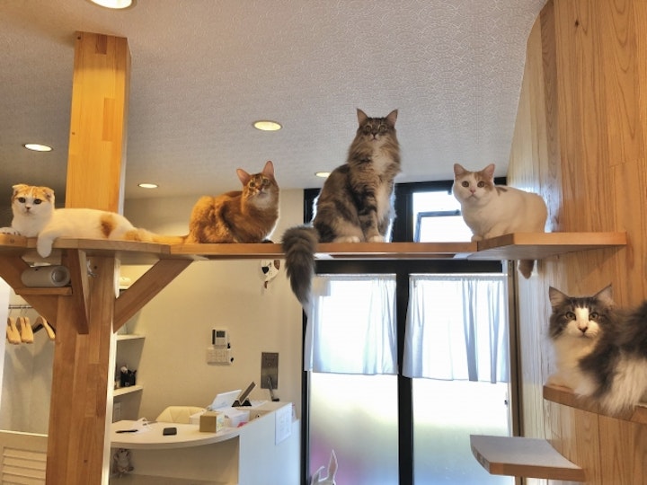 猫カフェ,マナー,ルール,パルボウイルス,服装,におい,ワクチン