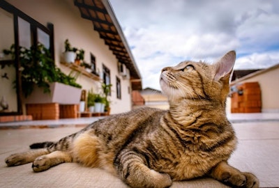 【2025年版】おしゃれで可愛い猫の名前おすすめリスト118選のアイキャッチ画像