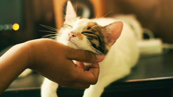 猫を飼うのにいくらかかる?月々・年間の費用と予想外の出費を解説のアイキャッチ画像