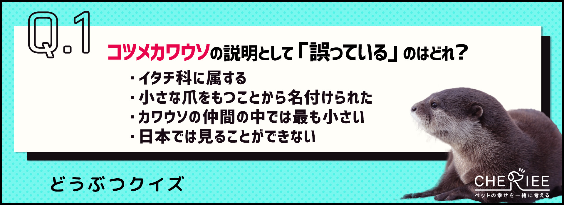 【クイズ】かわいいだけでは飼えない！コツメカワウソを正しく知ろう