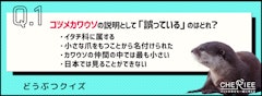 どうぶつカテゴリ第4位