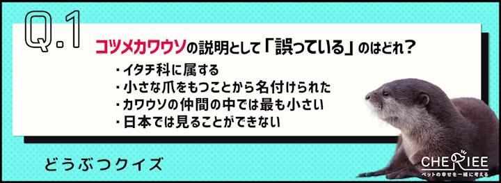 【クイズ】かわいいだけでは飼えない！コツメカワウソを正しく知ろうのアイキャッチ画像