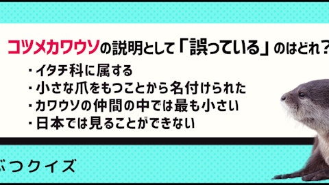 【クイズ】かわいいだけでは飼えない!コツメカワウソを正しく知ろうのアイキャッチ画像