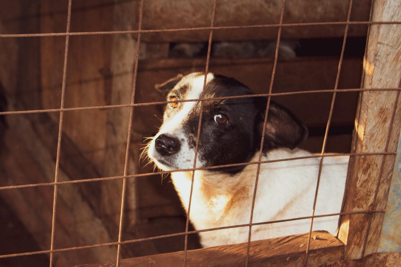 パピーミルとは？日本の事件と世界の法律を知り動物たちを守ろう
