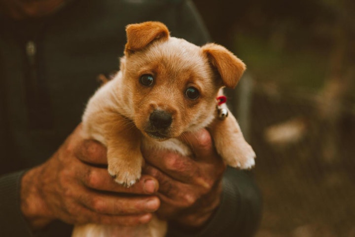 パピーミル,ブリーダー,ペットショップ,世界,子犬,法律