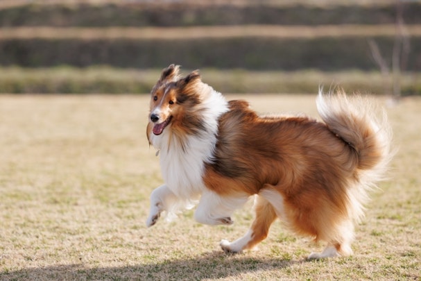 愛犬がうれションをしてしまう！原因を知って正しく対策しようのアイキャッチ画像