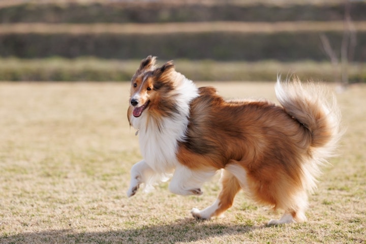 愛犬がうれションをしてしまう！原因を知って正しく対策しよう - CHERIEE あにまるマガジン