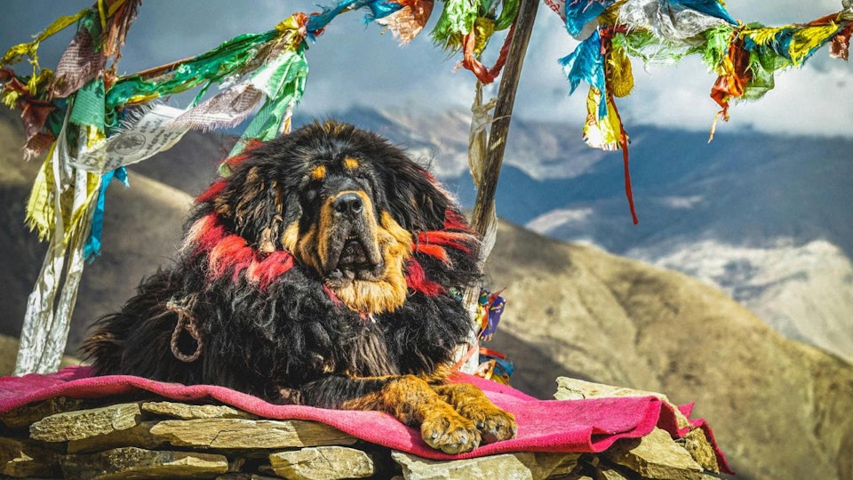 【犬図鑑】まるでライオン?チベタン・マスティフの歴史や特徴を紹介