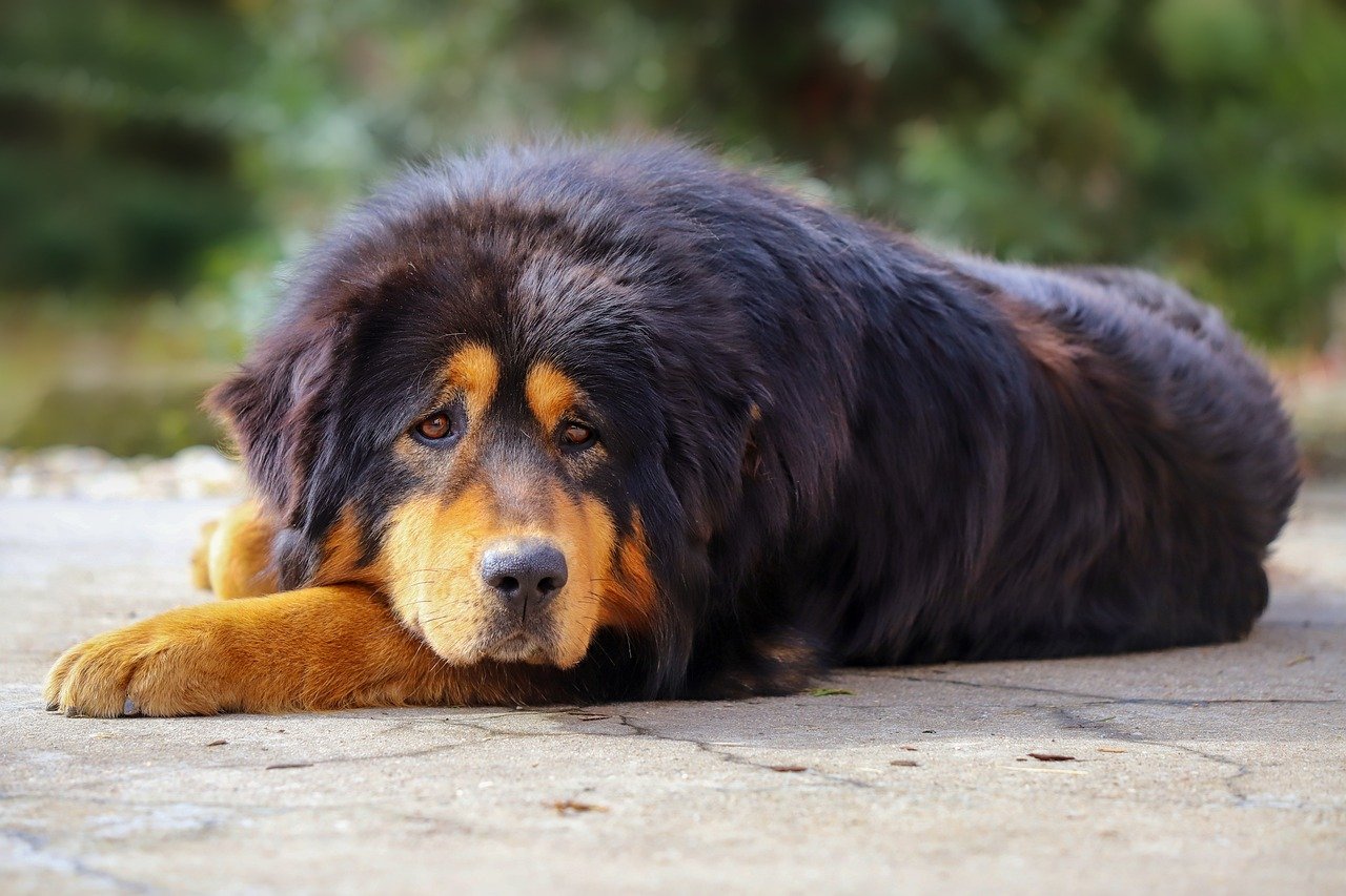 犬図鑑】まるでライオン？チベタン・マスティフの歴史や特徴を紹介 - CHERIEE あにまるマガジン