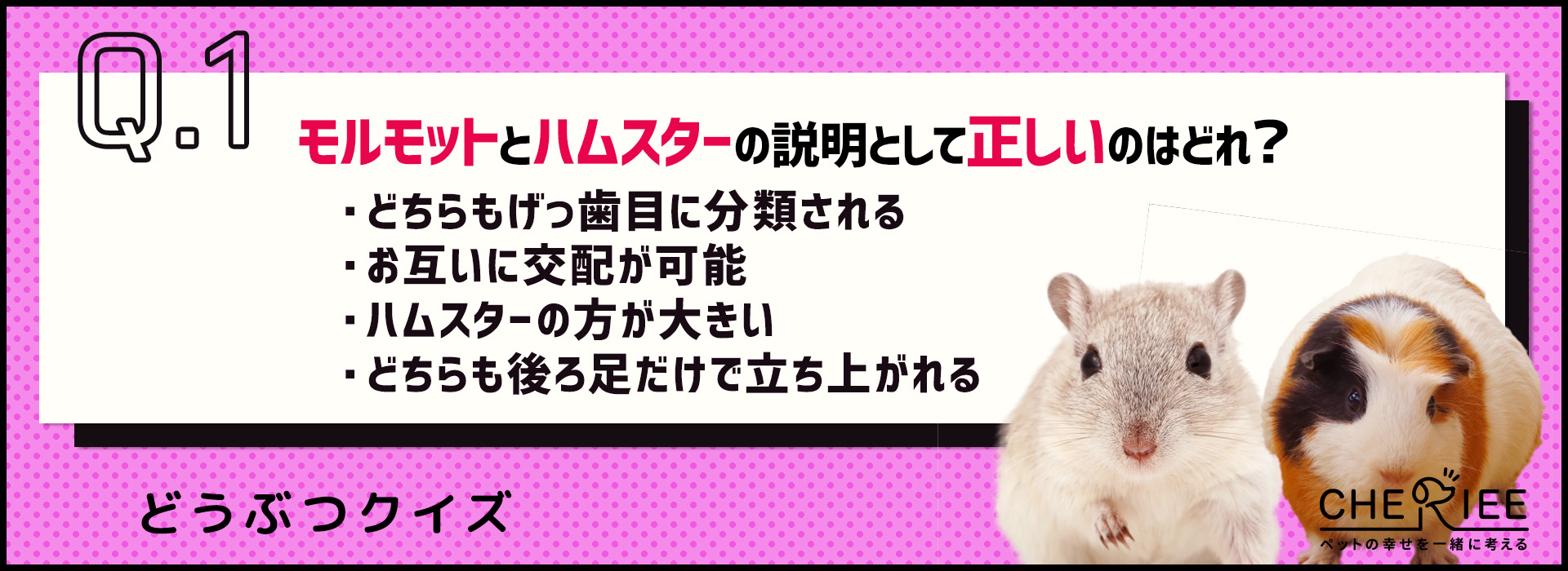 【クイズ】モルモットとハムスターの違いって言える？