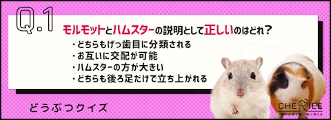 【クイズ】モルモットとハムスターの違いって言える？のアイキャッチ画像