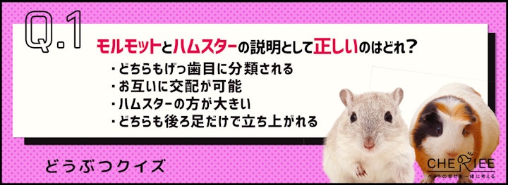 【クイズ】モルモットとハムスターの違いって言える？のアイキャッチ画像