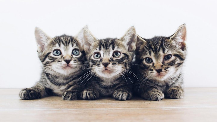 【2025年11月更新】保護犬・保護猫と出会える全国の譲渡会情報のアイキャッチ画像