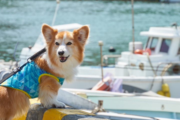 この夏は愛犬との船旅ですてきな思い出を作りませんか？ - CHERIEE あにまるマガジン