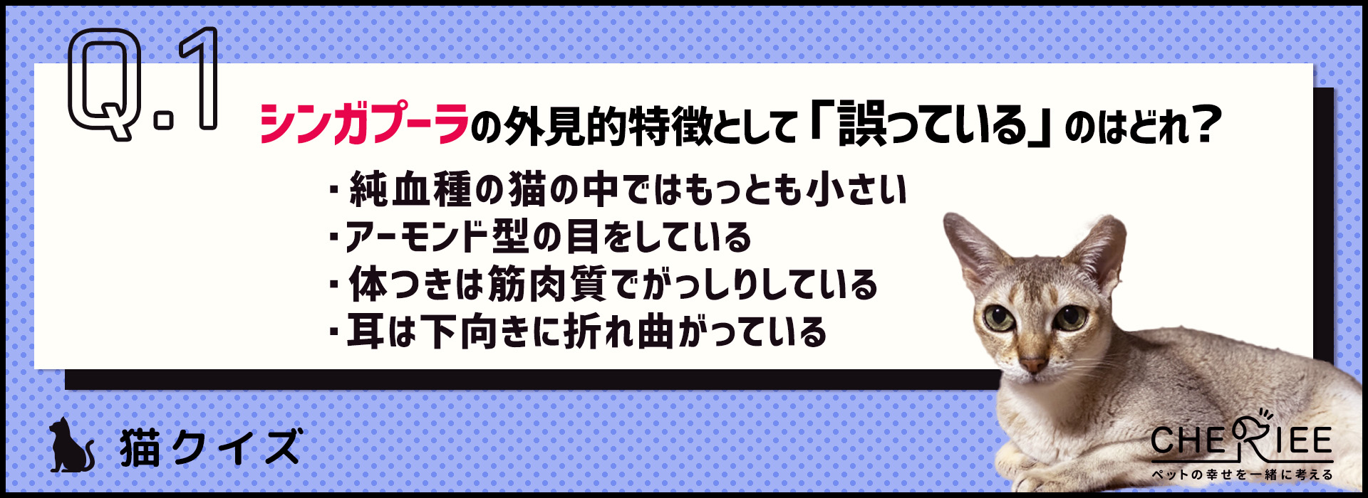 【クイズ】シンガプーラってどんな魅力がある猫種か知ってる？