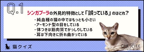 【クイズ】シンガプーラってどんな魅力がある猫種か知ってる?のアイキャッチ画像
