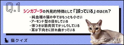 【クイズ】シンガプーラってどんな魅力がある猫種か知ってる？のアイキャッチ画像