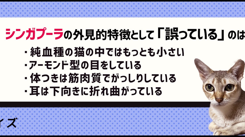 【クイズ】シンガプーラってどんな魅力がある猫種か知ってる?