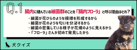 【クイズ】犬の腸内フローラ、気にしたことある?のアイキャッチ画像