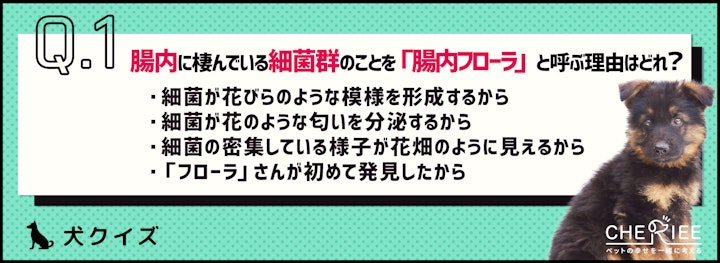 【クイズ】犬の腸内フローラ、気にしたことある？のアイキャッチ画像