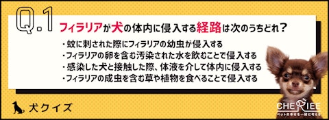 【クイズ】薬を飲ませ忘れたらどうする？犬のフィラリア症と予防薬のアイキャッチ画像