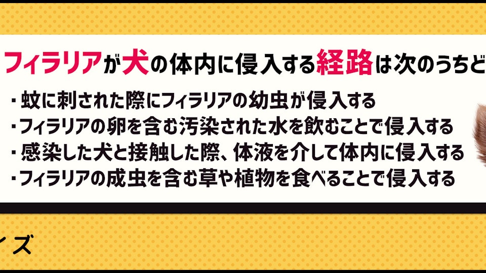 【クイズ】薬を飲ませ忘れたらどうする?犬のフィラリア症と予防薬
