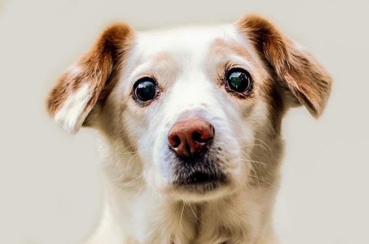 垂れ耳,犬種,立ち耳,進化,飼い方